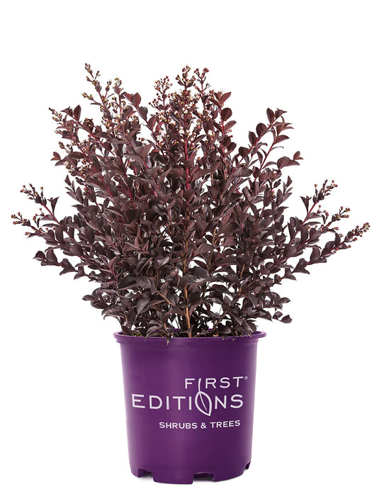 Lunar Magic® Crapemyrtle