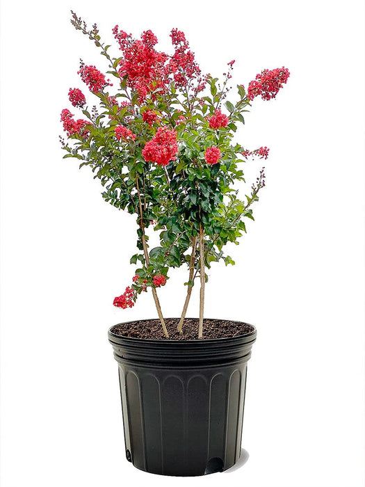 Southern Living™ Miss Frances Crape Myrtle