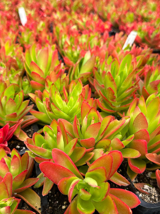 Campfire Crassula