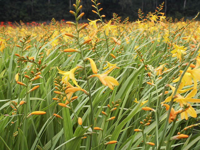 George Davison Crocosmia