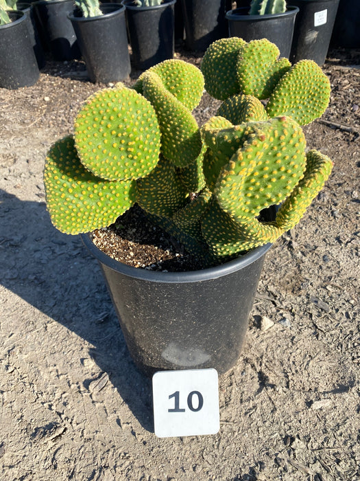 Yellow Bunny Ears Cactus