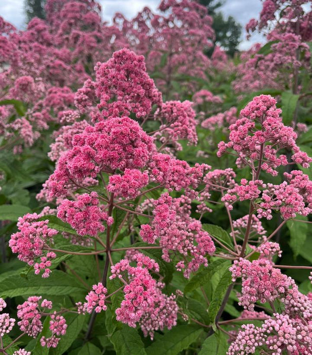 JoJo Joe Pye Weed