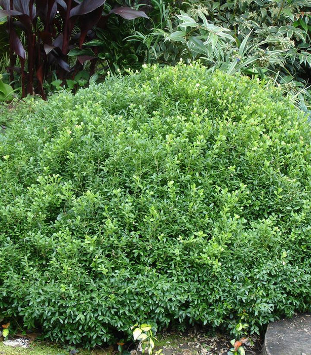 NewGen Liberty Belle™ Boxwood