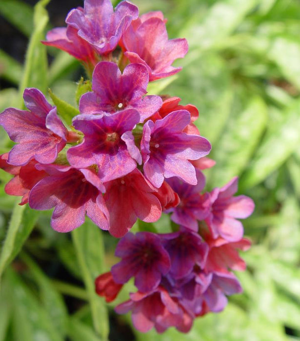 Raspberry Splash Lungwort