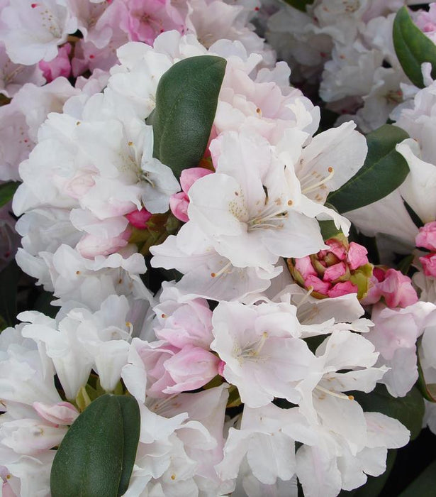 Yaku Princess Rhododendron