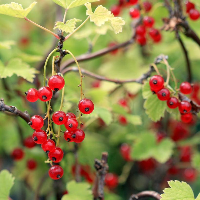 Red Lake Red Currant