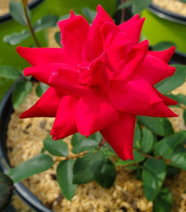 Double Knock Out® Red Rose