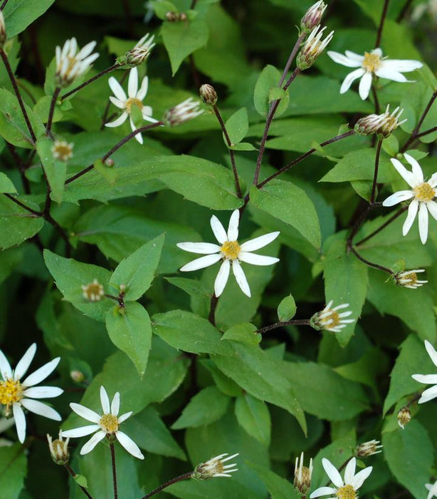 White Woodland Aster