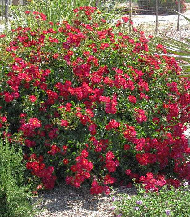 Red Flower Carpet Rose