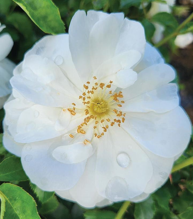 White Flower Carpet Rose