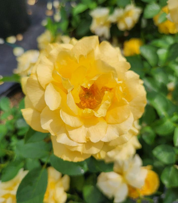 Easy-to-Love Julia Child Rose