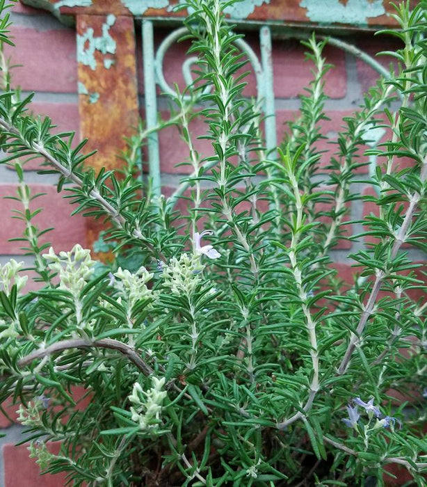 Prostrate Rosemary