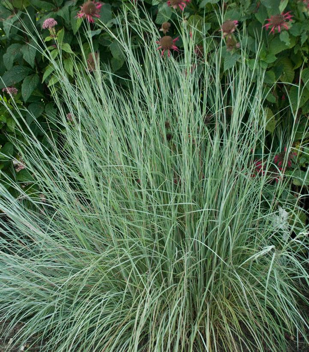 Prairie Blues Little Bluestem Grass