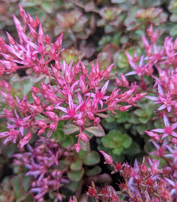 Fulda Glow Stonecrop