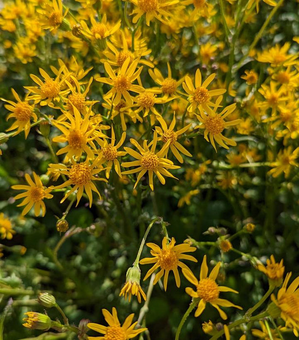 Golden Ragwort - 1 Gallon