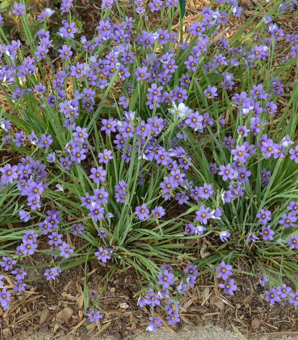 Lucerne Blue-Eyed Grass