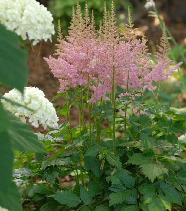 Little Vision In Pink Astilbe