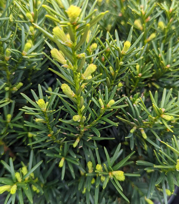 Dense Spreading Yew