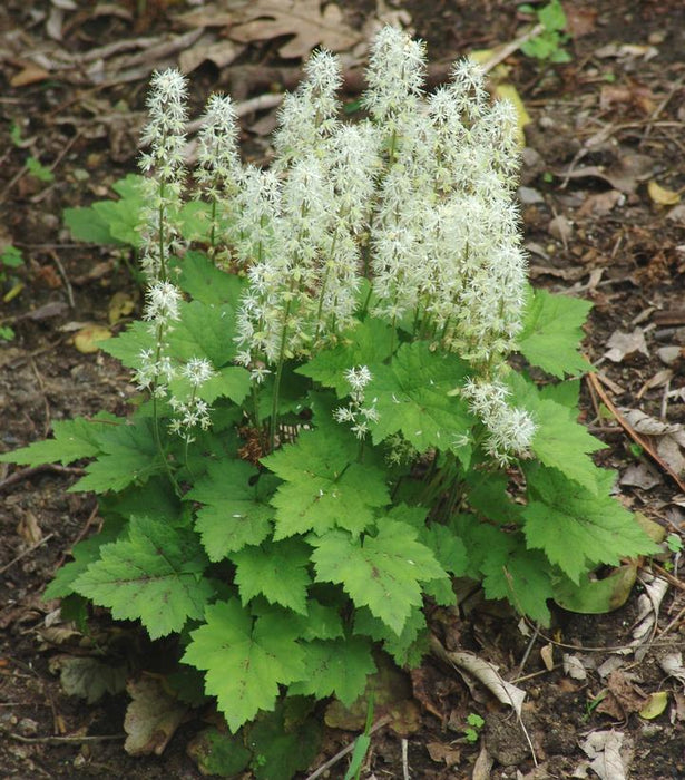 Foamflower