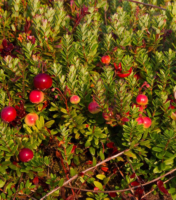 Pilgrim Cranberry Viburnum