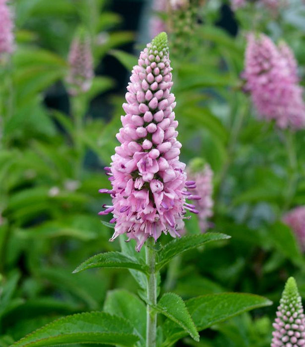 First Love Speedwell (Veronica)