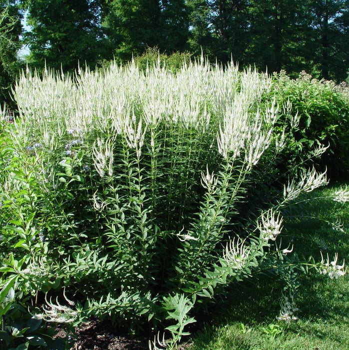 Culver's Root