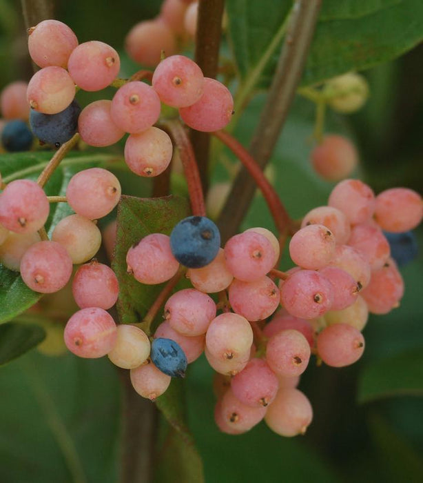 Winterthur Viburnum