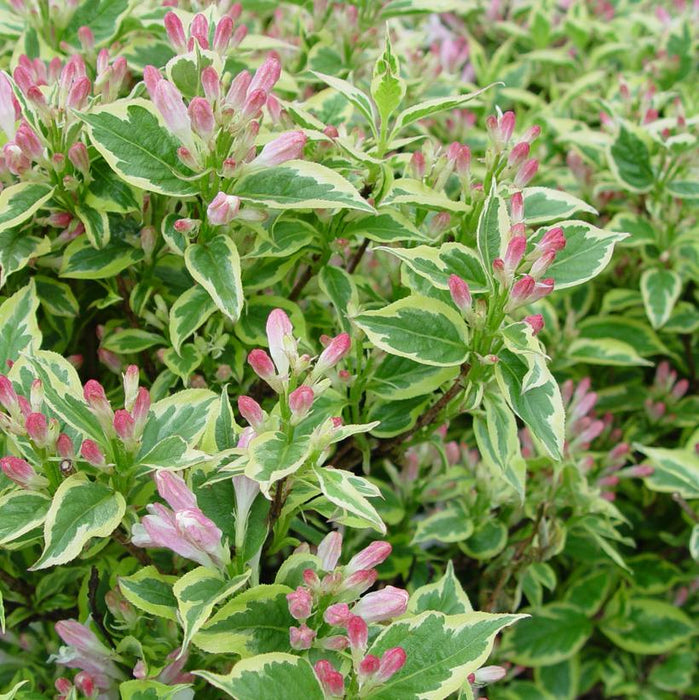 Variegated Weigela