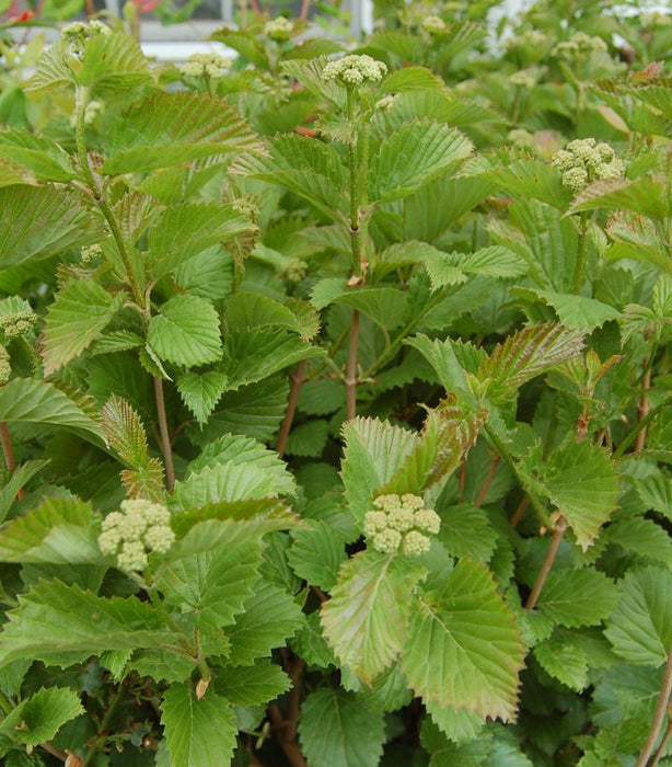 Blue Blaze Viburnum - 3 Gallon (1.5-2ft)