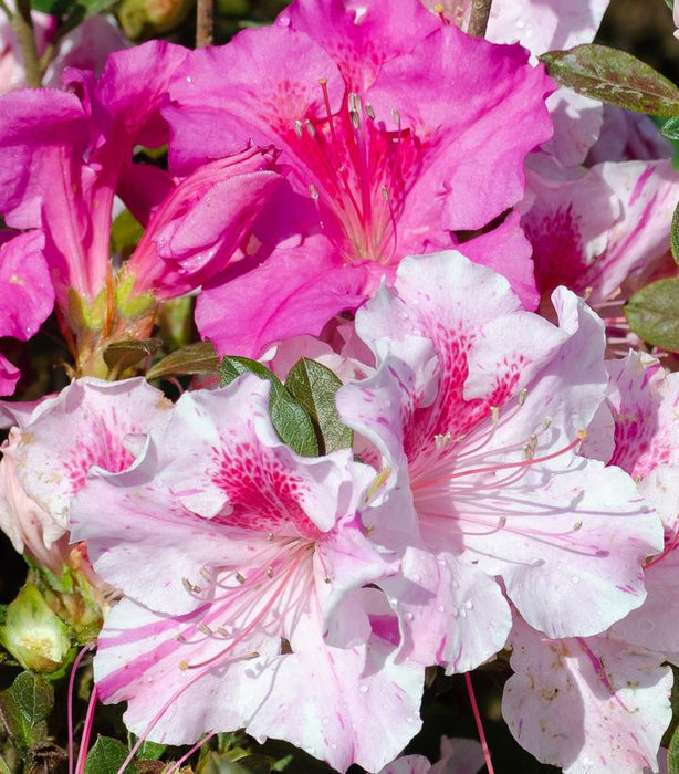 Autumn Twist Encore Azalea - 3 Gallon (1.5-2ft)