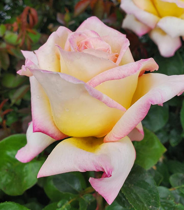 Peace Hybrid Tea Rose