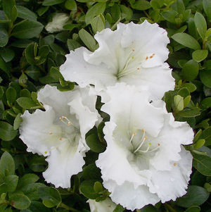 Gumpo White Azalea