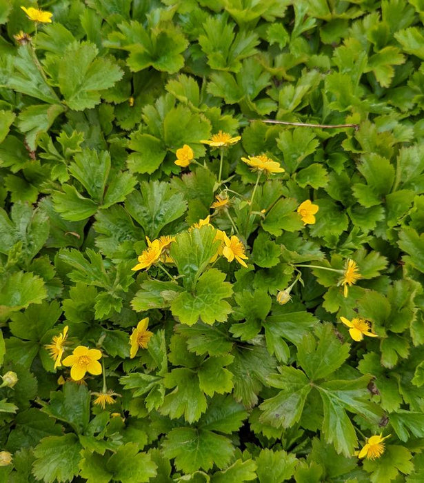 Barren Strawberry