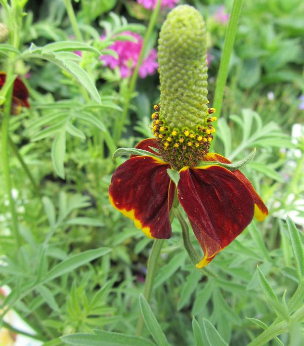 Red Midget Mexican Hat Plant