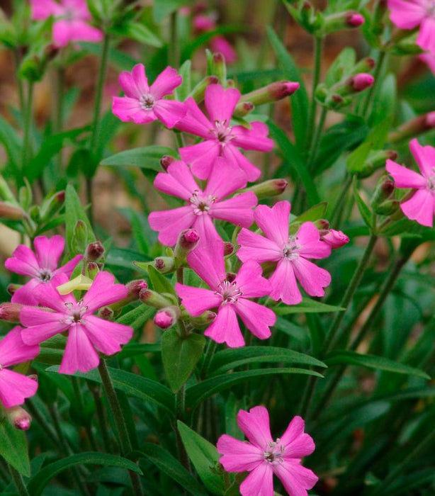 Short and Sweet Catchfly