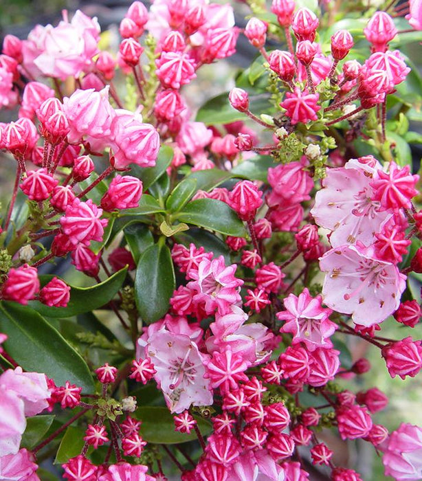 Little Linda Miniature Mountain Laurel