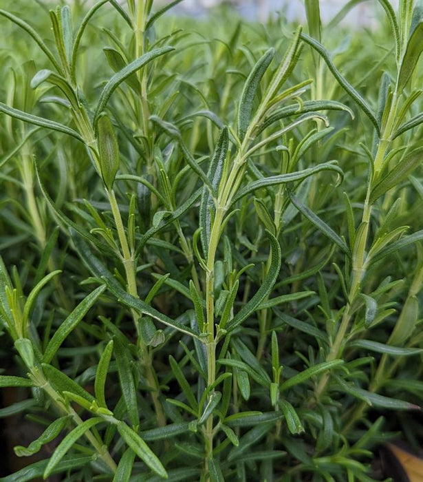 Barbeque Rosemary