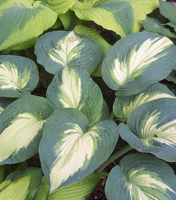 Shadowland Hudson Bay Hosta