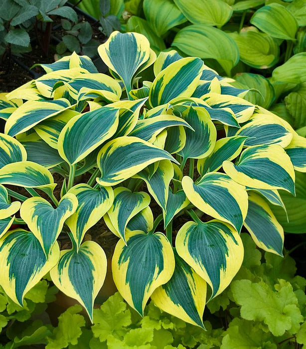 Shadowland Autumn Frost Hosta