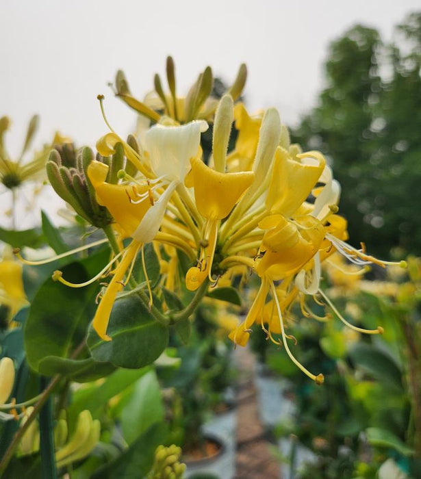 Scentsation Honeysuckle