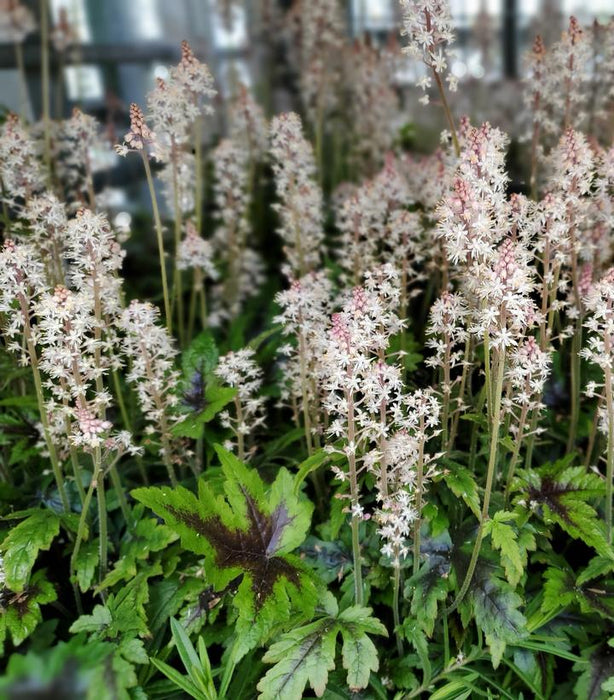 Sugar & Spice Foamflower