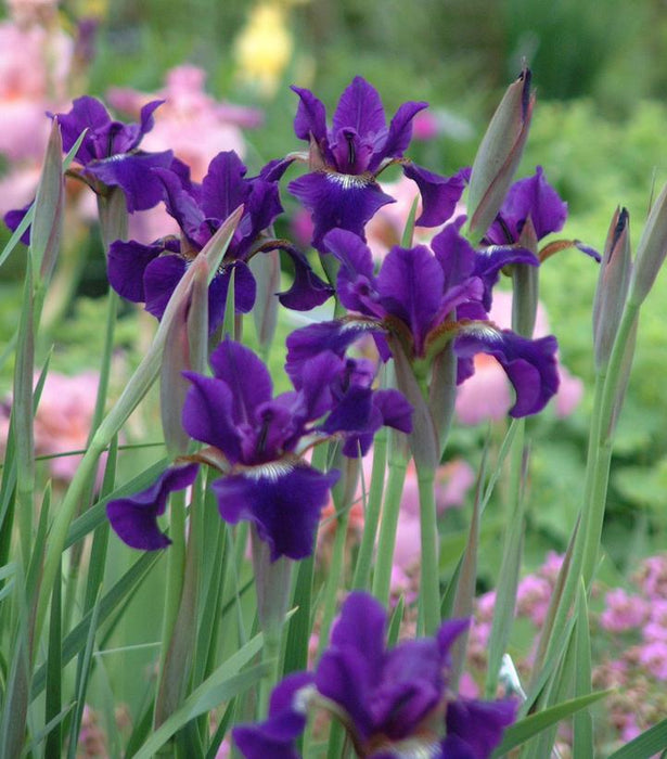 Ruffled Velvet Siberian Iris