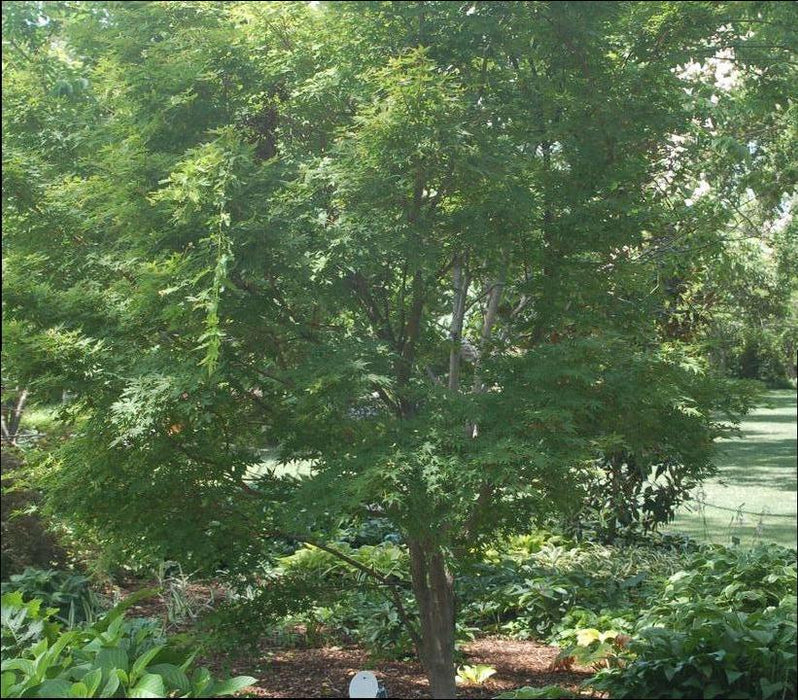 Sango Kaku Coral Bark Japanese Maple