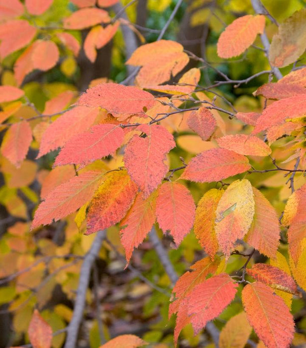 American Hornbeam