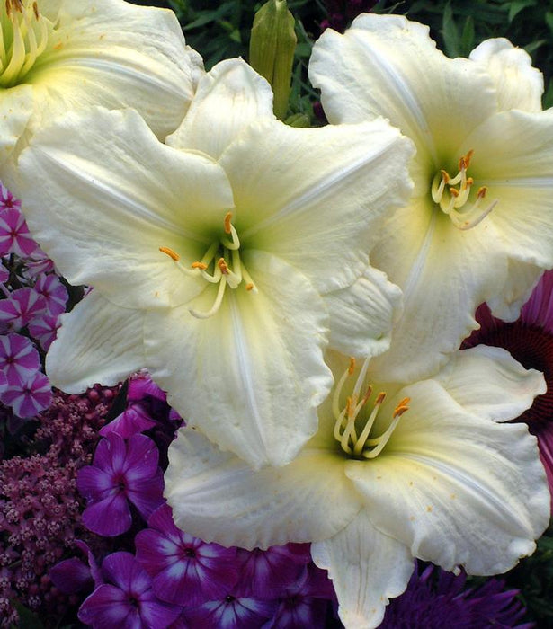 Joan Senior Daylily