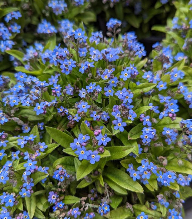 Mon Amie Blue Forget-Me-Not