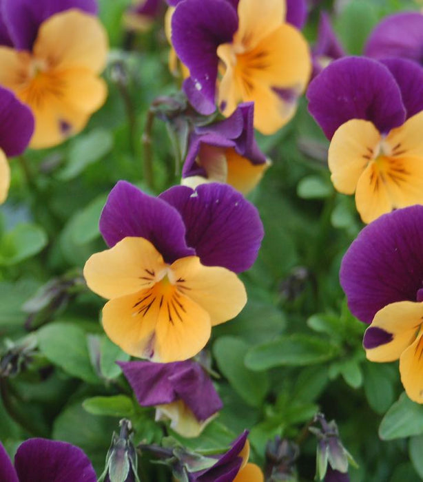 Penny™ Orange Jump Up Viola