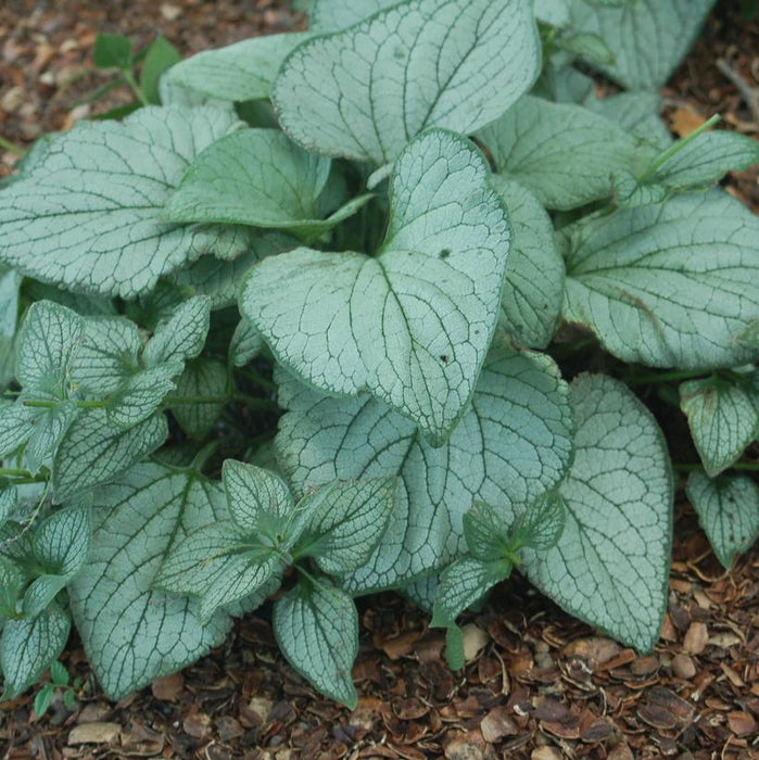 Sea Heart Brunnera