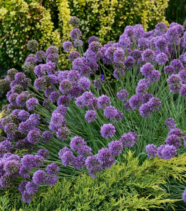 Medusa Flowering Onion