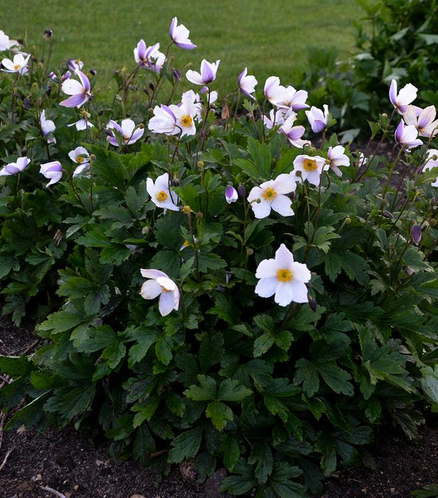 Wild Swan™ Windflower (Anemone)